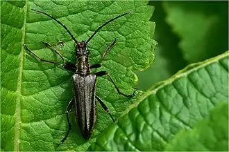 Stenocorus meridianus Linnaeus, 1758