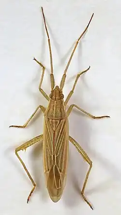 Stenodema calcarata