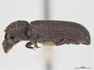 Stephanopachys substriatus