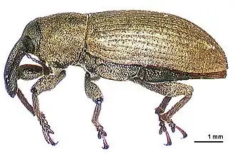 Steriphus ascitus
