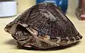 Килеватая мускусная черепаха