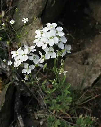 Стевения левкойная