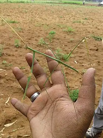 Богомол Schizocephala bicornis