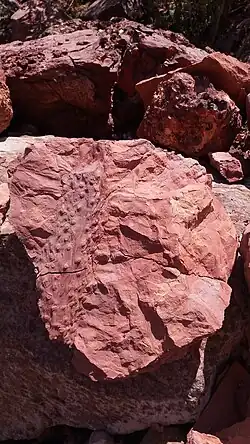 Окаменелость корневой системы вымершего плауновидного (скорее всего Sigillaria или Lepidodendron). Относится к верхнему карбону. Этот фрагмент найден на отвале угольной шахты Белицкая.