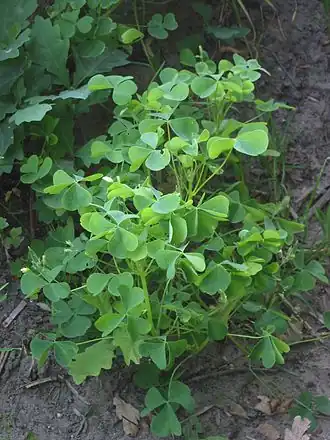Oxalis tuberosa