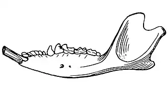 Рисунок нижней челюсти
