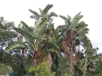 Общий вид группы растений