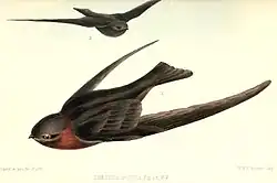 Красношейный американский стриж14 октября 2019