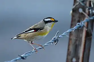 Полосатая радужная птица