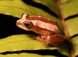 Окаймлённая бананница