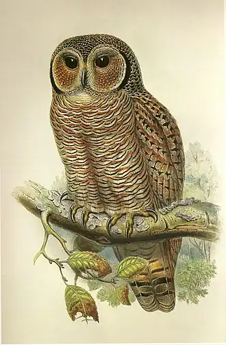 Манговая неясыть