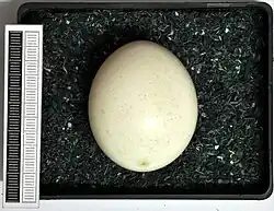 Яйцо серой неясыти в музее