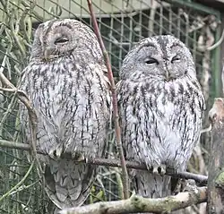 Самец и самка