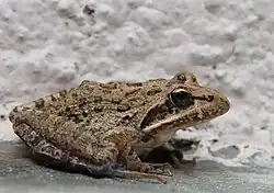 Лягушка Грея