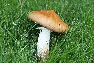 Stropharia hornemannii