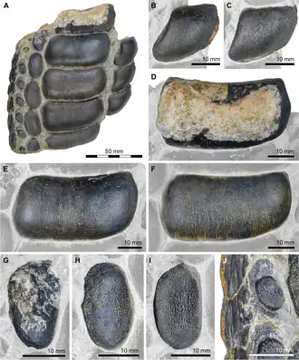 Фрагменты челюсти Strophodus atlasensis