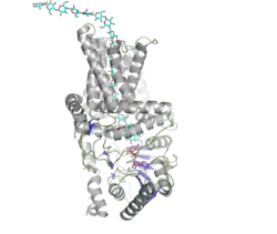 Структура бактериальной целлюзо-синтазы