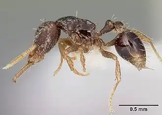 Strumigenys adrasora