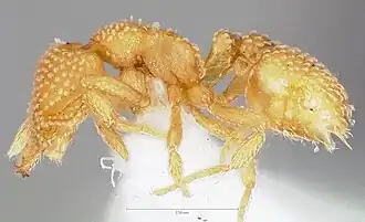 Рабочий муравей