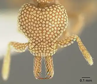 Рабочий муравей