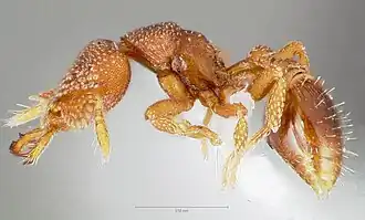 Рабочий муравей