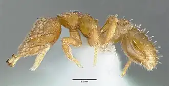 Рабочий муравей