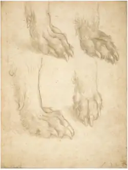 Леонардо да Винчи. Этюды собачьих лап. Бумага, серебряное перо. 14,1 × 10,7 см. Национальная галерея Шотландии, Эдинбург. Инв. D5189