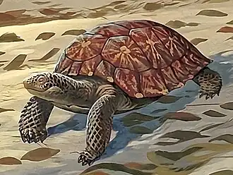 Реконструкция Stylemys sp.