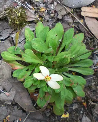 Стилидиум (Stylidium)Западная Австралия