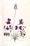 Stylidium violaceum