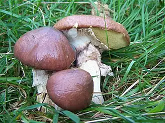 Маслёнок настоящий с плёнчатым частным покрывалом