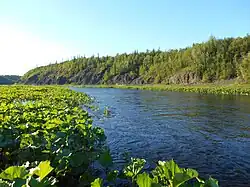 Левый берег Сулы выше Агатового каньона характерен обнажениями магматических пород и древостоями с преобладанием берёзы Черепанова