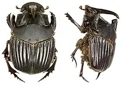 Sulcophanaeus faunus — самец