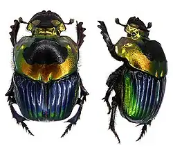 Sulcophanaeus imperator imperator — самка