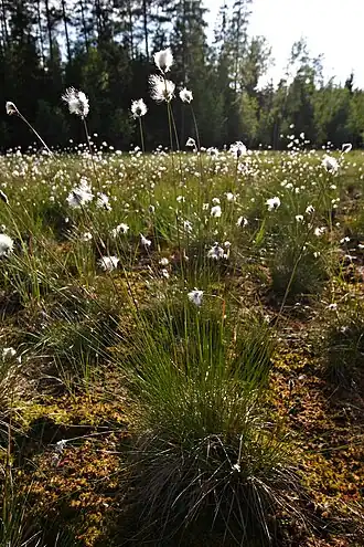 Eriophorum vaginatum
