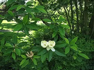 Магнолия виргинская. Общий вид растения.