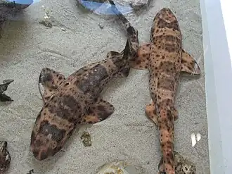 Cephaloscyllium ventriosum