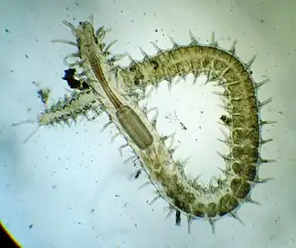 Микрофотография Syllis gracilis, на которой виден характерный бочкообразный преджелудок