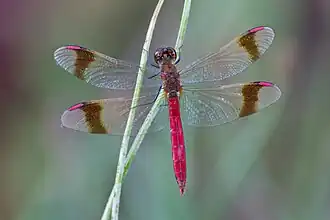 Стрекоза перевязанная