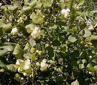 Куст снежноягодника с плодами