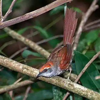 Красношапочный иглохвостый печник (Synallaxis ruficapilla)