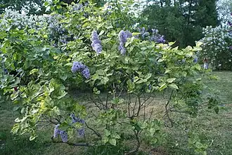 Syringa vulgaris 'Aucubaefolia' в ботаническом саду Минска.