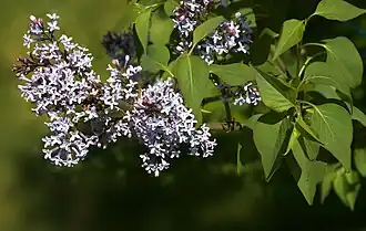 Syringa komarowii subsp. reflexa