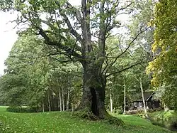 Дуб Тюливере