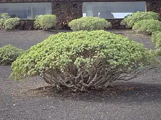 Общий вид растения, Канарские острова