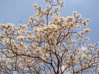 Tabebuia roseoalba