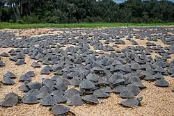 Только что вылупившиеся черепашата на песчаном берегу