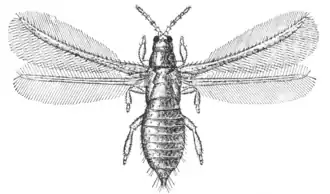 Taeniothrips inconsequens