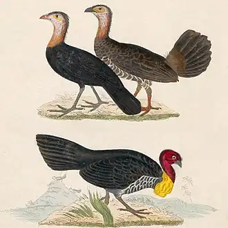 Красноклювый большеног