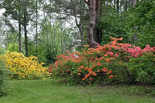 Рододендроны 5 июня 2014 года